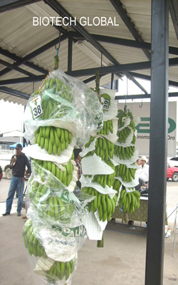 Racimos de banano peso superior